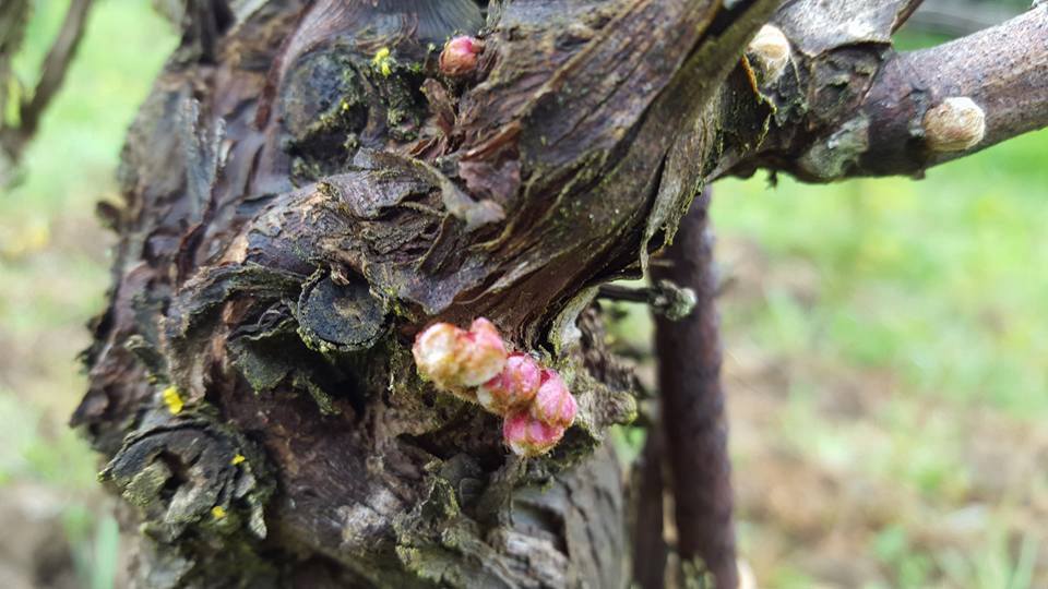 Meilleurs Voeux Vignobles Molozay Ch Teau De Vaux