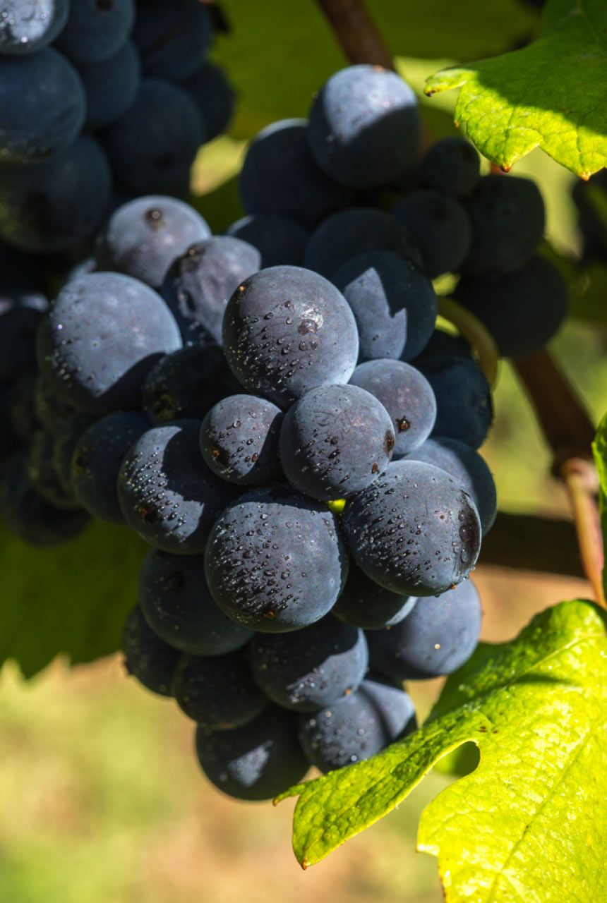 Vignobles Molozay - Château de Vaux - Cépages