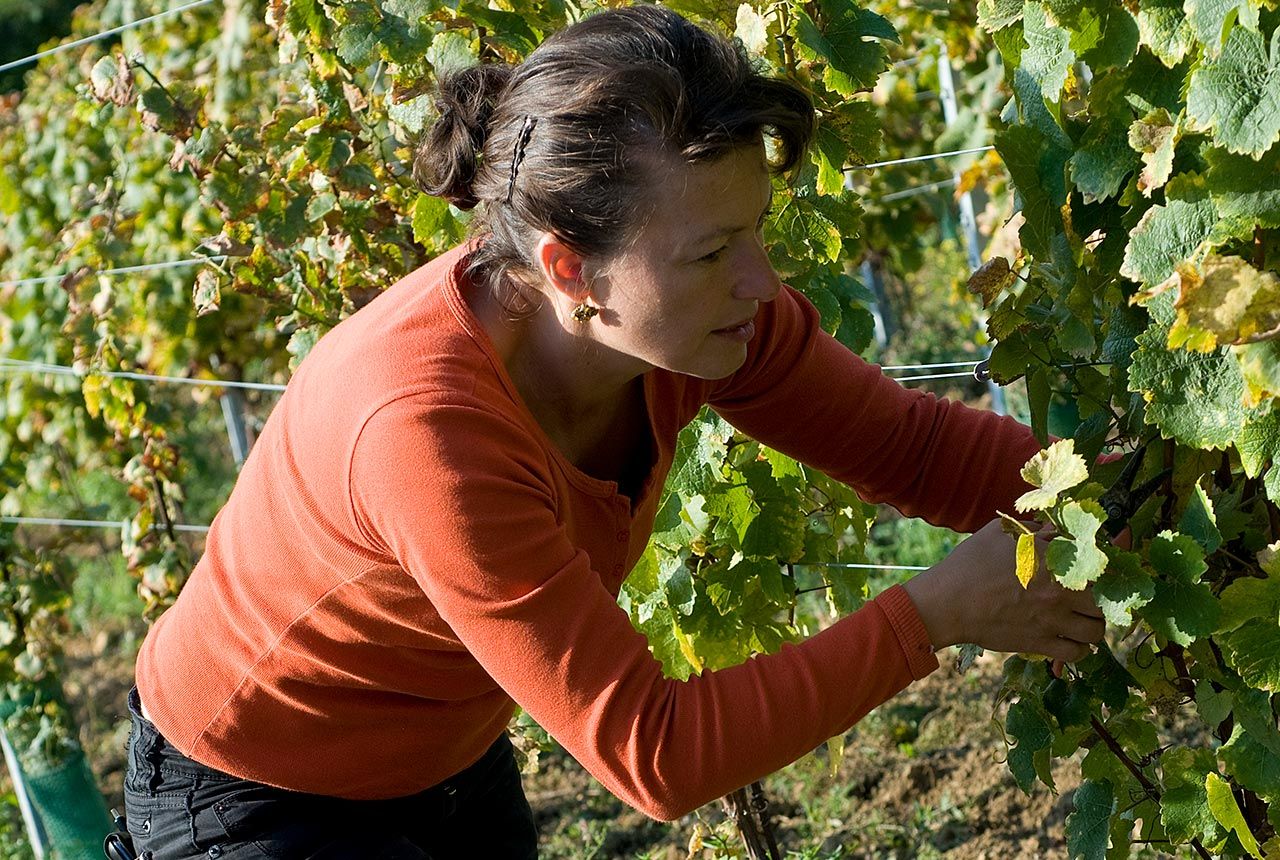 Vignobles Molozay - Château de Vaux - Norbert & Marie-Geneviève MOLOZAY