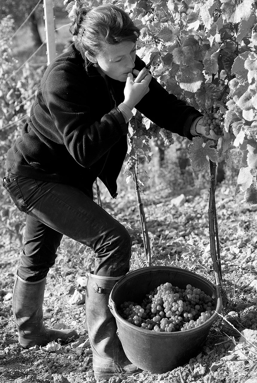Vignobles Molozay - Château de Vaux - Vendange des vignes
